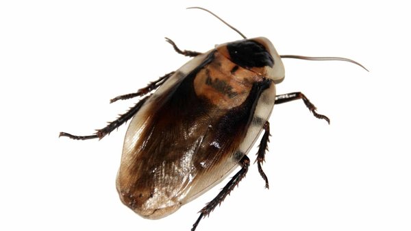 Pourquoi contacter une entreprise de traitement des cafards ?